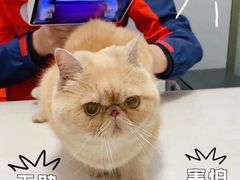 -伟伟宠物医院·瑞派猫友好医院·猫科(光谷店)