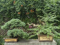 -上海醉白池公园
