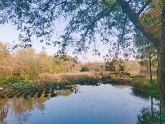 -西溪国家湿地公园