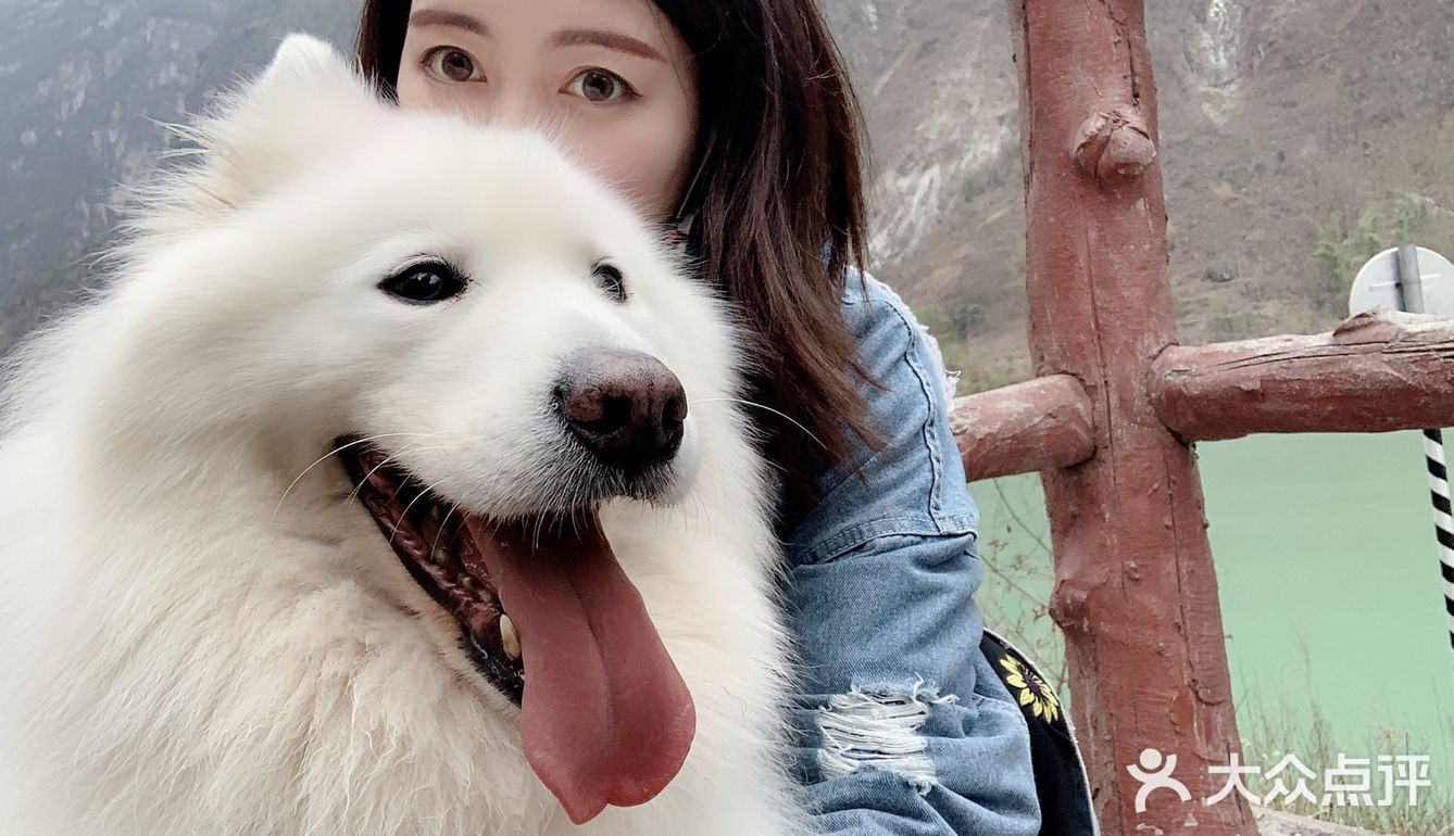 带着狗狗去远方🌞