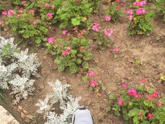 -北纬44度·金珠花海休闲农业旅游景区