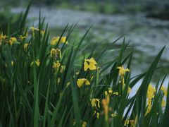 -白塘生态植物园