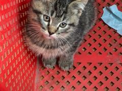 -弘烨 贵州酸汤 鱼火锅(东财店)