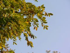 -三里屯东五街银杏大道