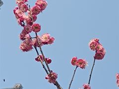 -陆家嘴中心绿地