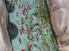 -海合安成都极地海洋公园