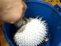 -蓝湾碧波·老字号·疍家非遗海上餐厅