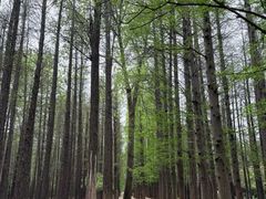 -日照海滨国家森林公园