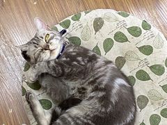 -三花喵·撸猫购宠·宠物生活馆(虹桥南丰城店)