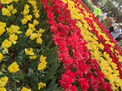 -洛阳郁金香牡丹园