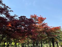 -郑州植物园