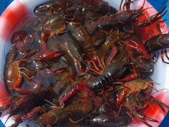 -同銮特种养殖场·龙虾垂钓