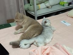 -半岛宠物医院24小时(科华中路店)