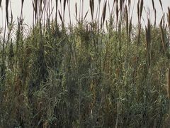-贡湖湾湿地公园