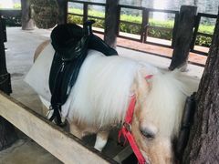 -清迈夜间动物园