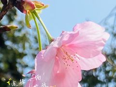 -南山植物园
