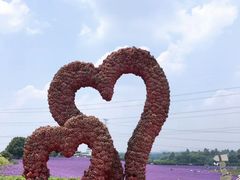 -紫颐香薰山谷景区