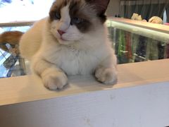 -喵喵咪呀布偶猫咖(春熙路店)