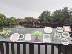 -大湾区中央湿地公园