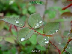 -米果果小镇