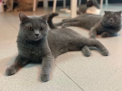 -我爱猫咪·猫咖·狗咖·安哥拉兔·羊驼咖(小寨华旗店)