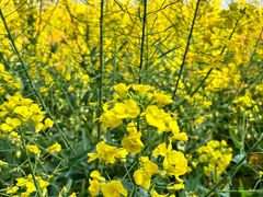 -中国天府农业博览园