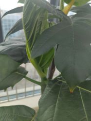 -HEYAN荷妍专业脱毛连锁机构