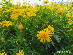 -光明小镇欢乐田园