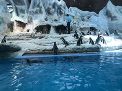 -帝企鹅自助餐厅•儿童岛•真企鹅(长隆企鹅酒店)