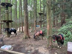 -山王坪喀斯特国家生态公园