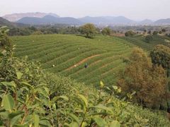 iphone_upload_pic-文雅轩茶叶(锦和越界田林坊店)