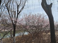 -大兴滨河森林公园