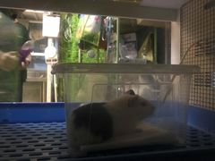 -雨林宠物医院 非犬猫异宠专科