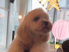 -帕帕拉兹宠物(亚洲旗舰店)