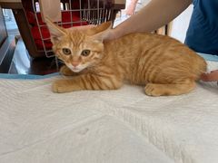 -瑞派长江宠物医院·猫科·外科·24小时夜护(谊城公寓分院)