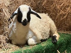 -拙味兄弟·活龙虾·旗舰店(环城西路店)