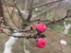 -秀丽东方