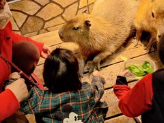-萌宠奇缘