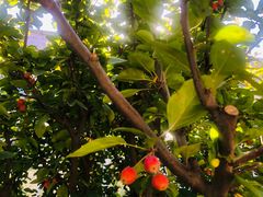 -南宫五洲植物乐园