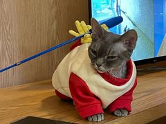 -MOCHA明星猫咖(田子坊店)