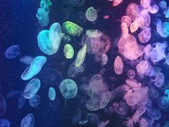 -烟台海昌鲸鲨海洋公园