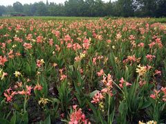 -桤木河湿地公园