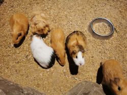 -酷嗒动物文化乐园(cutezoo西溪乐天城店)