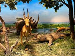 -国家自然博物馆