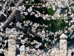 -鸡鸣寺