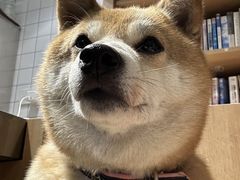 -是阿柴呀！柴犬咖啡·爱喵喵猫咖