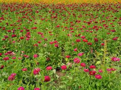 -帽儿山国家森林公园