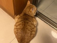 -派特宠物医院(圆融广场店)