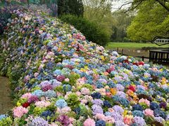 -上海共青森林公园