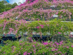 -深圳仙湖植物园